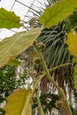 Naranjilla or Solanum Quitoense plant in Saint Gallen in Switzerland