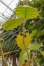 Naranjilla or Solanum Quitoense plant in Saint Gallen in Switzerland