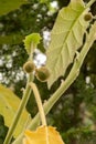 Naranjilla or Solanum Quitoense plant in Saint Gallen in Switzerland