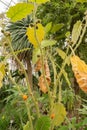 Naranjilla or Solanum Quitoense plant in Saint Gallen in Switzerland