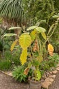 Naranjilla or Solanum Quitoense plant in Saint Gallen in Switzerland