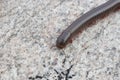 Narceus americanus is a large millipede of eastern North America. Common names include American giant millipede, worm millipede,