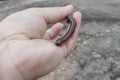 Narceus americanus is a large millipede of eastern North America. Common names include American giant millipede, worm millipede,