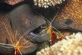 Narchias seychellensis is a moray eel Royalty Free Stock Photo