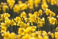 Narcis, Daffodil, Narcissus Royalty Free Stock Photo