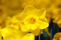 Narcis flower Royalty Free Stock Photo