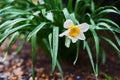 Narcis flower