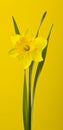 Narcis flower on a yellow background close-up