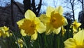 Narcis Flowers Royalty Free Stock Photo