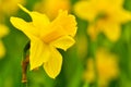 Narcis int the garden - yellow color - detail