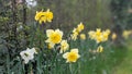 Narcisses along the hedge Royalty Free Stock Photo