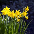 Narcissi Royalty Free Stock Photo