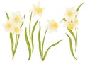 Narcissi flowers. Set of colored flowers.