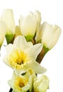 Narcissi isolated on white Royalty Free Stock Photo