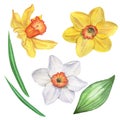 Narcissi. Set. Isolated on white. Watercolor illustration. Hand drawing.