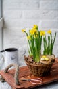 Narcissists stand on a wooden tray with handles from a beige. Spring daffodils stand in a woven basket on a white background.