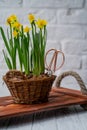 Narcissists stand on a wooden tray with handles from a beige. Spring daffodils stand in a woven basket on a white background.