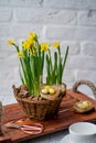Narcissists stand on a wooden tray with handles from a beige. Spring daffodils stand in a woven basket on a white background.
