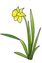 Narcissus