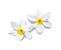 Narcissus Royalty Free Stock Photo