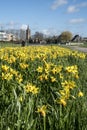 Field of daffodils along the roadside near Houten, the Netherlands