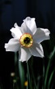 Narcissus