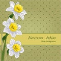 Narcissus