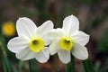 Narcissus.