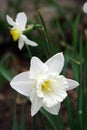 Narcissus.