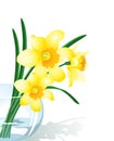 Narcissus