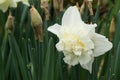 Narcissus Amaryllidaceae `Dick Wilden` variety .