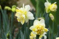 Narcissus Amaryllidaceae `Dick Wilden` variety .