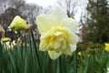 Narcissus Amaryllidaceae `Dick Wilden` variety .