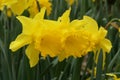 Narcissus Amaryllidaceae `golden harvest` variety,