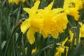 Narcissus Amaryllidaceae `golden harvest` variety,