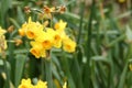 Narcissus Amaryllidaceae `Grand soleil d`or` variety