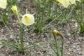 Narcissus Amaryllidaceae `Julia Jane` variety.