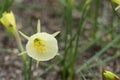 Narcissus Amaryllidaceae `Julia Jane` variety.