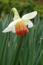 Narcissus Amaryllidaceae `pink charm` variety.