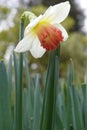 Narcissus Amaryllidaceae `pink charm` variety.