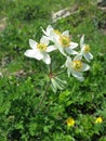 Narcissus anemone or Narcissus-flowered anemone Anemone narcissiflora Royalty Free Stock Photo