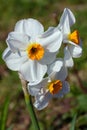 Narcissus Barrett Browning or daffodil