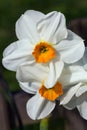 Narcissus Barrett Browning or daffodil