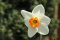 Narcissus ` Barrett Browning`