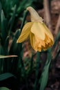 Narcissus blooms