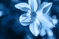 Narcissus blossom flower colored in trendy color of year 2020 Classic Blue. Bright Macro using color 19-4052. Inspirational