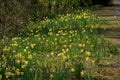 Narcissus blossom in the garden