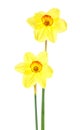 Narcissus bouquet isolated on white background. Daffodil flower Royalty Free Stock Photo