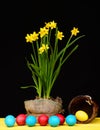 Narcissus in bright yellow colour growing in sackcloth pot Royalty Free Stock Photo