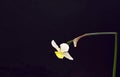 Narcissus with a broken stem on a dark background.